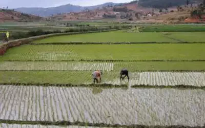 Les mauvaises récoltes à Madagascar annoncent une période difficile