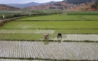 Les mauvaises récoltes à Madagascar annoncent une période difficile